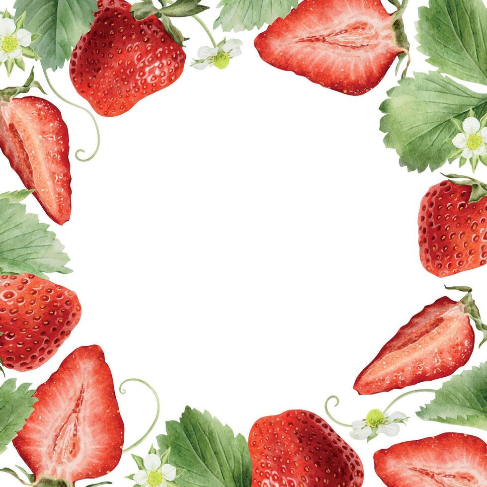 Strawberry whole, sliced berries, leaves, flowers and runners. Watercolor floral frame of ripe summer pulp fruits. Isolated hand drawn rural botanical wreath for package, cosmetic, card vector