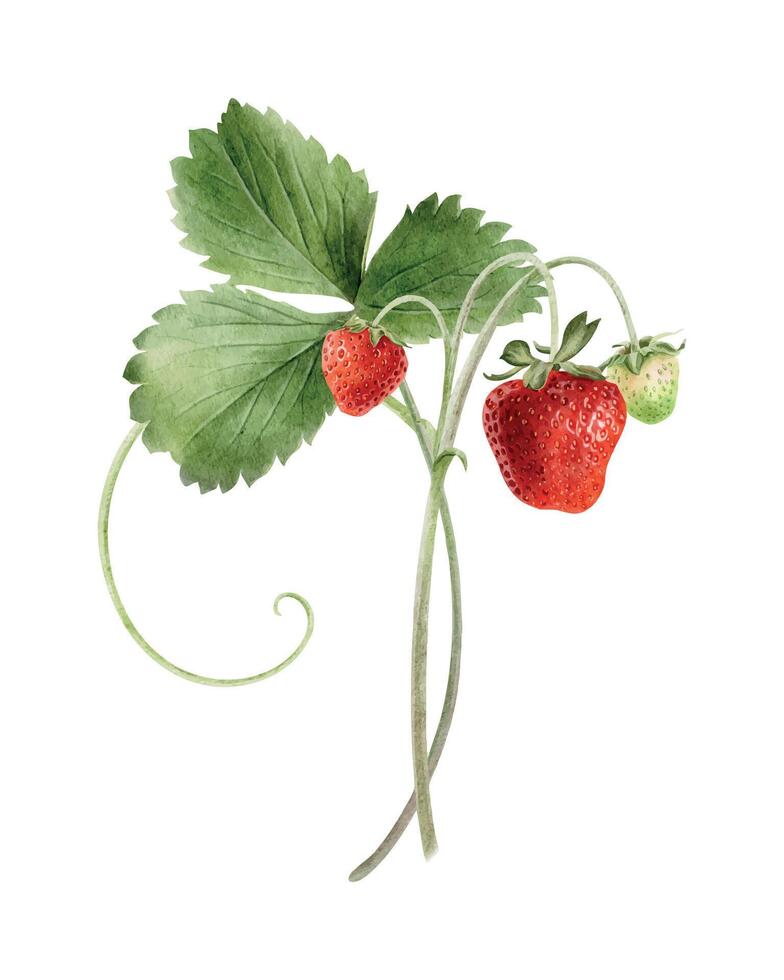 Branch Strawberry berry with fruits, greenery, runners. Watercolor illustration of Red, green berries on stem and leaves. Summer garden plant for package, cosmetic, card, agriculture, farming, poster vector