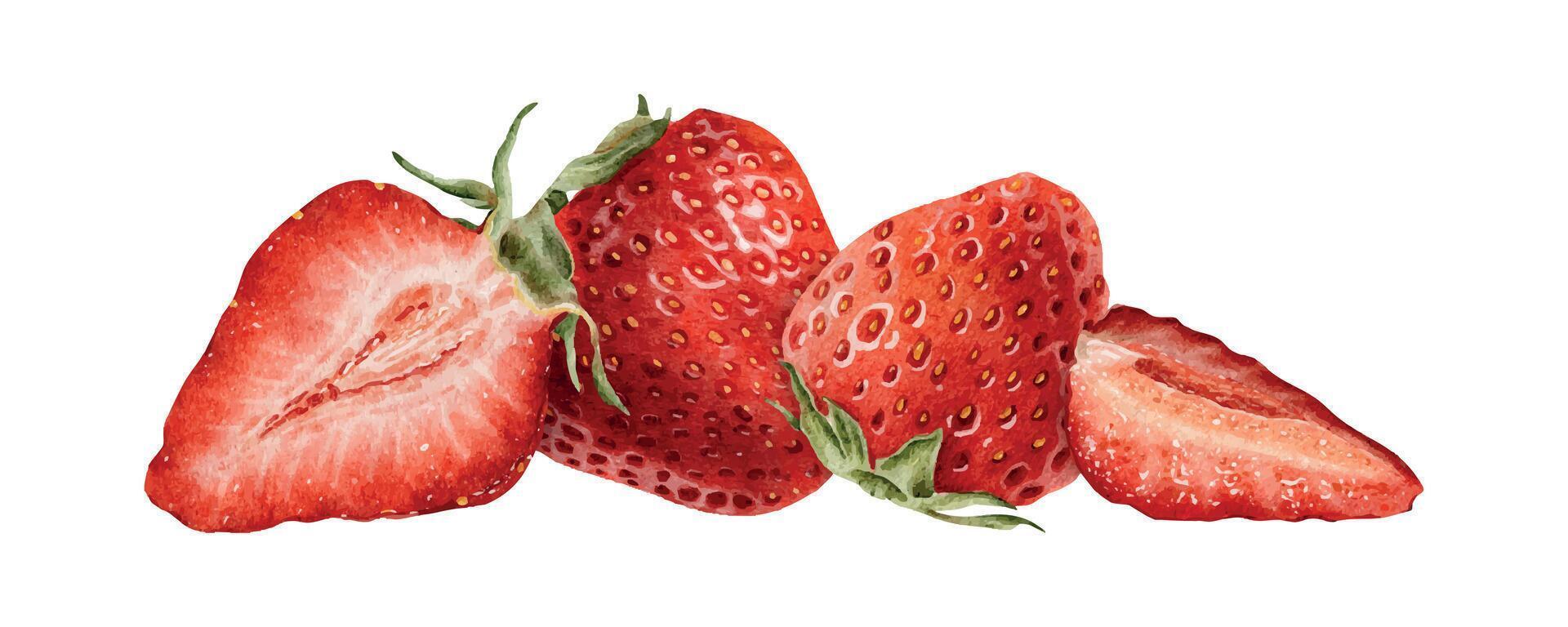 Group of whole and sliced strawberry berries. Hand drawn watercolor illustration of juicy ripe red fruit. Summer arrangements for menu, package, cosmetic, textile, stationery, cards, recipe vector