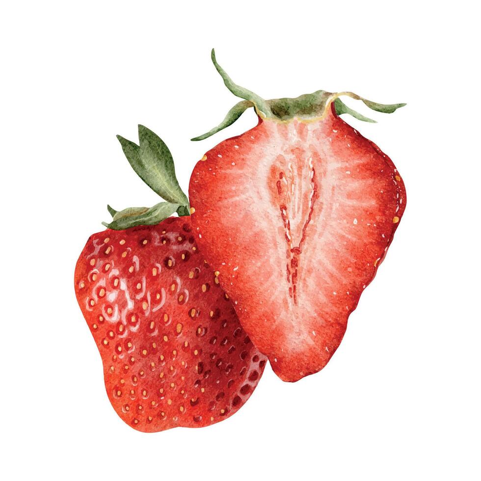 Juicy whole and cross section of strawberry berries. Hand drawn watercolor illustration red pulp of strawberries. Ripe fruit for menu, package, cosmetic, textile, stationery, cards, recipe vector