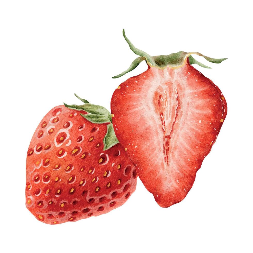 Juicy whole and cross section of strawberry berries. Hand drawn watercolor illustration red pulp of strawberries. Ripe Botanical composition for menu, package, cosmetic, stationery, cards, recipe vector