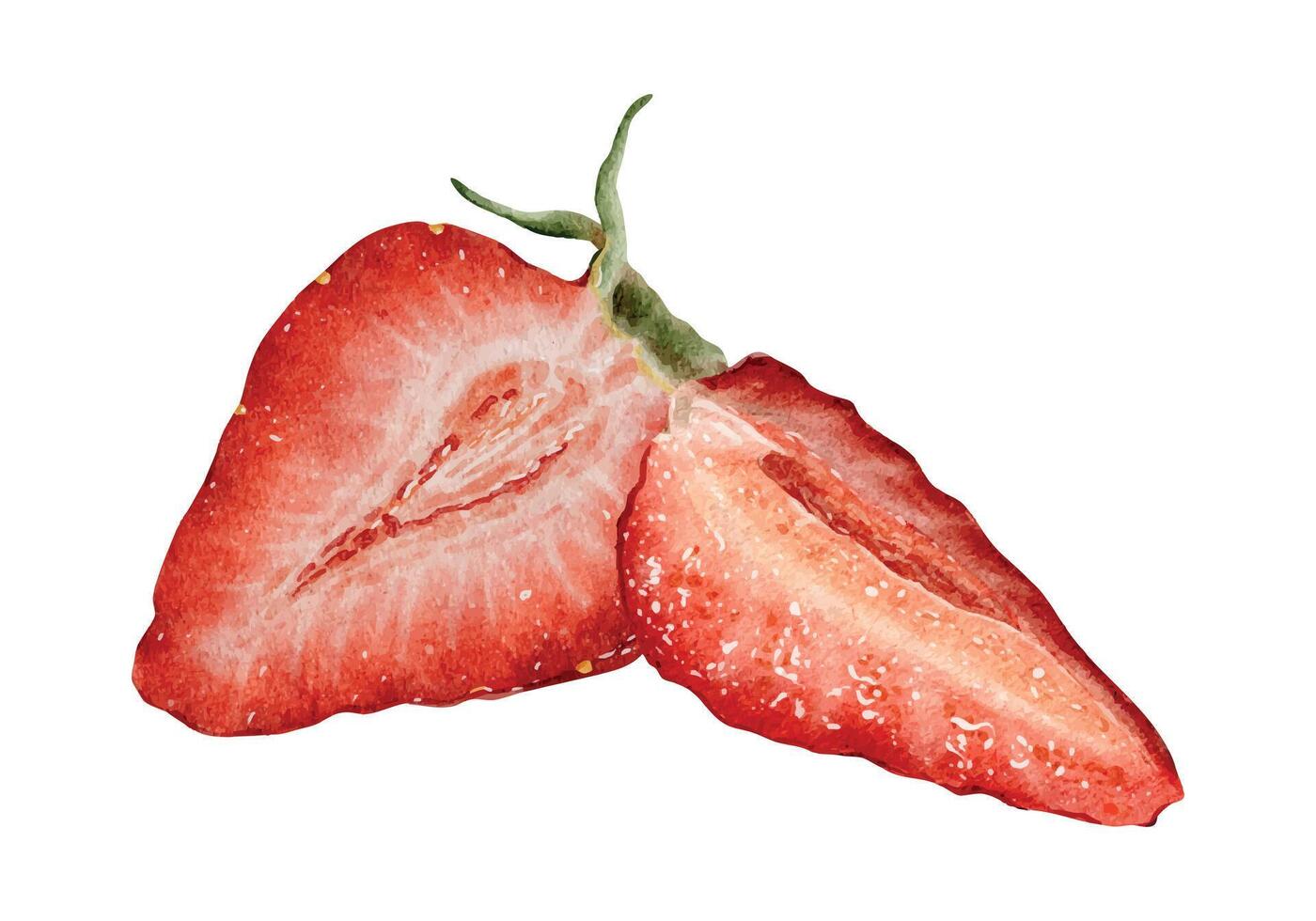 Juicy slices strawberry berries. Hand drawn watercolor illustration of ripe red pulp of strawberries. Cross section fruit for menu, package, cosmetic, textile, stationery, cards, recipe vector