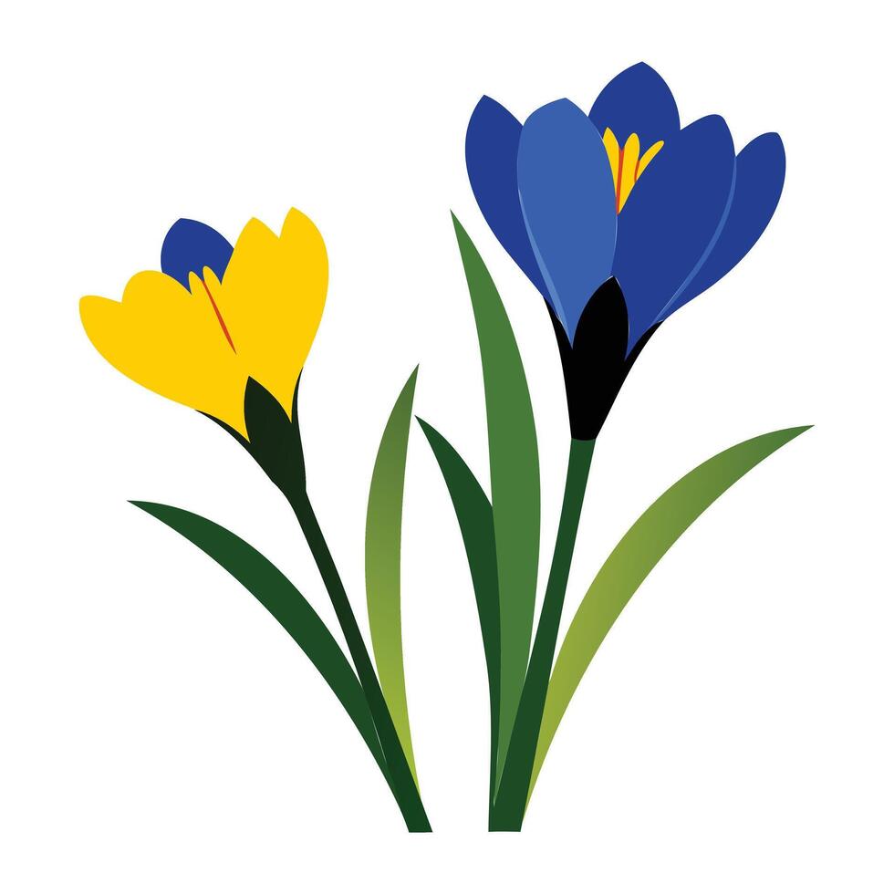 Elegant Crocus Flower Illustration vector
