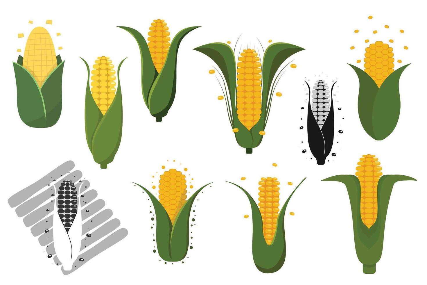 Set of corn grain. Vegetable vegan Corn cob set vector