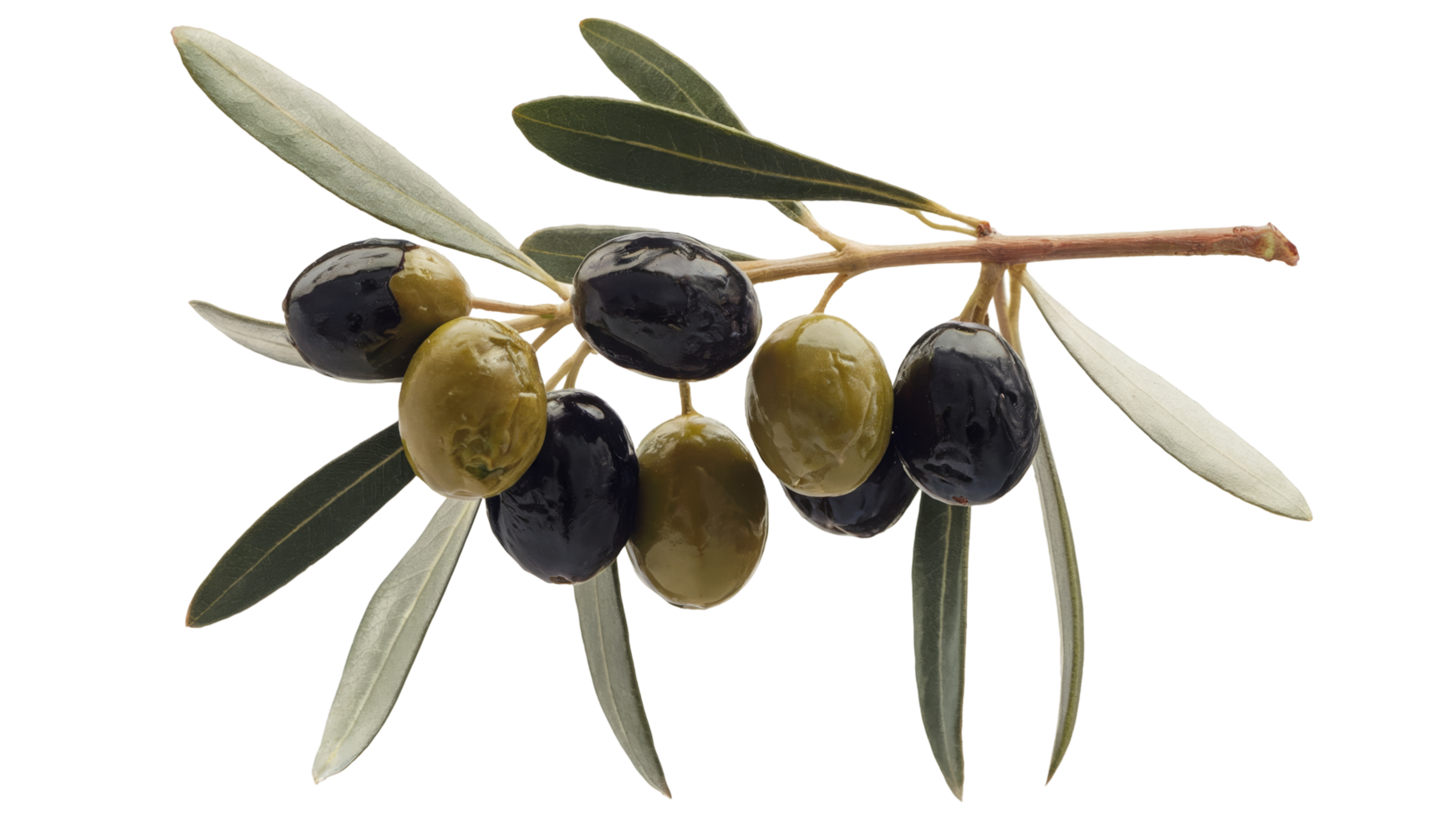 Olives on a branch with leaves png