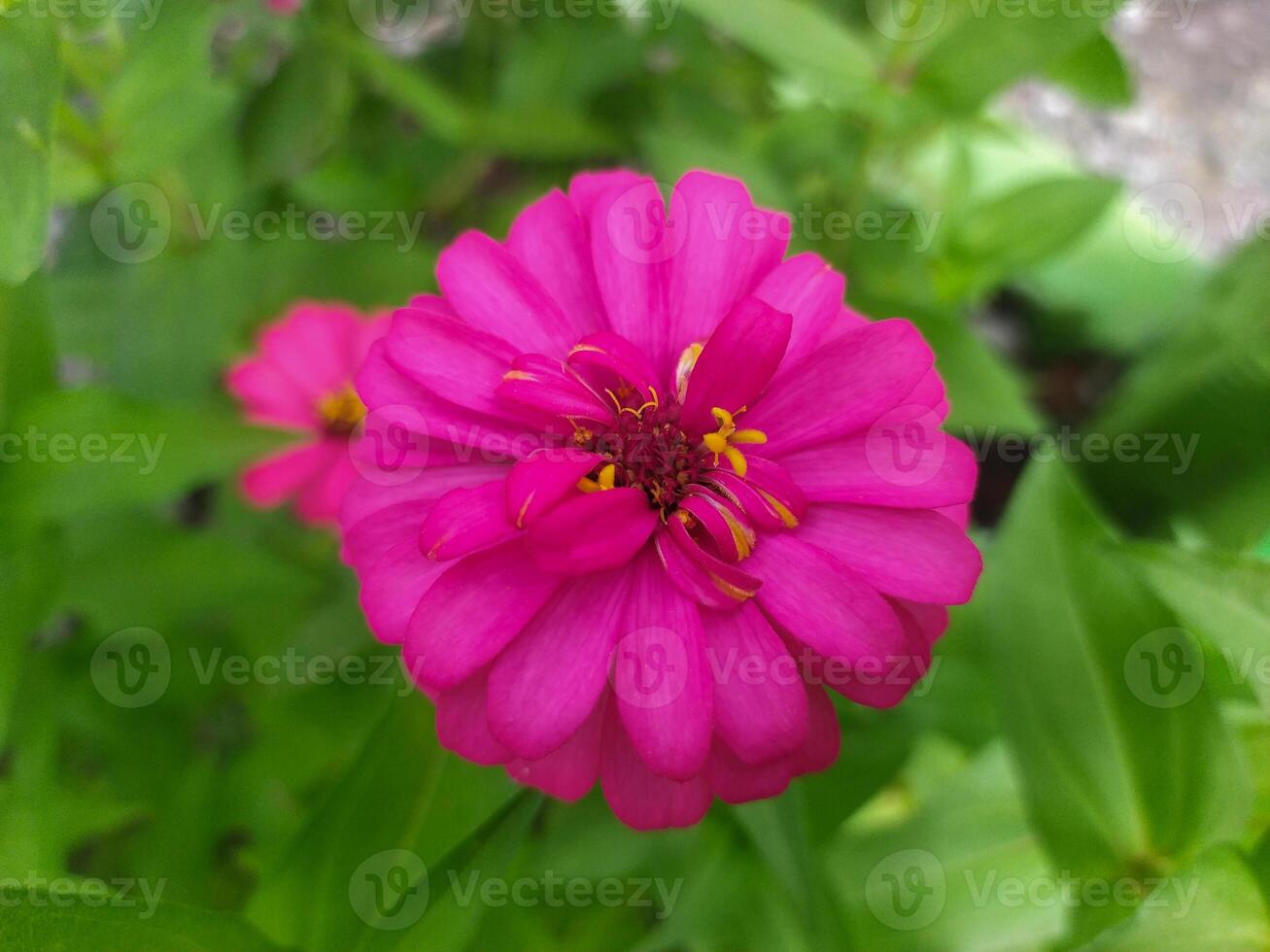 Close-up of a purplish pink flower with a yellow pistil on top. Green leaf blur in the background. photo