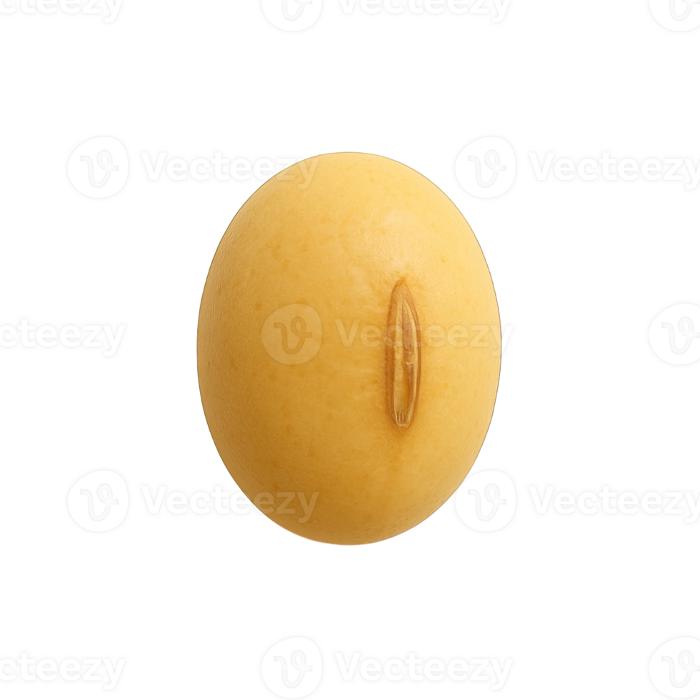 Close Up of Single Soybean Isolated on Transparent Background, png