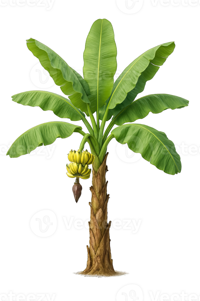 Realistic banana tree with fruit isolated on transparent background, png