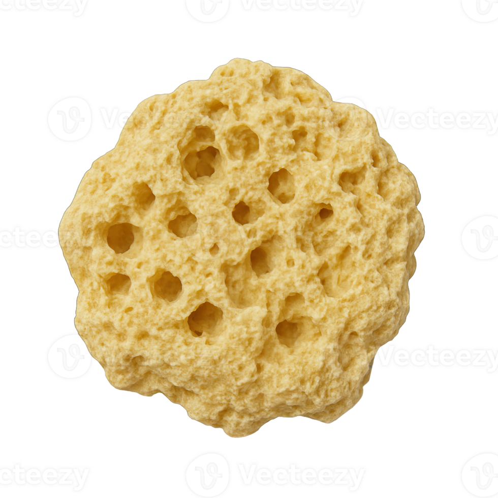 Realistic Natural Sea Sponge Flat Lay Isolated on Transparent Background, png