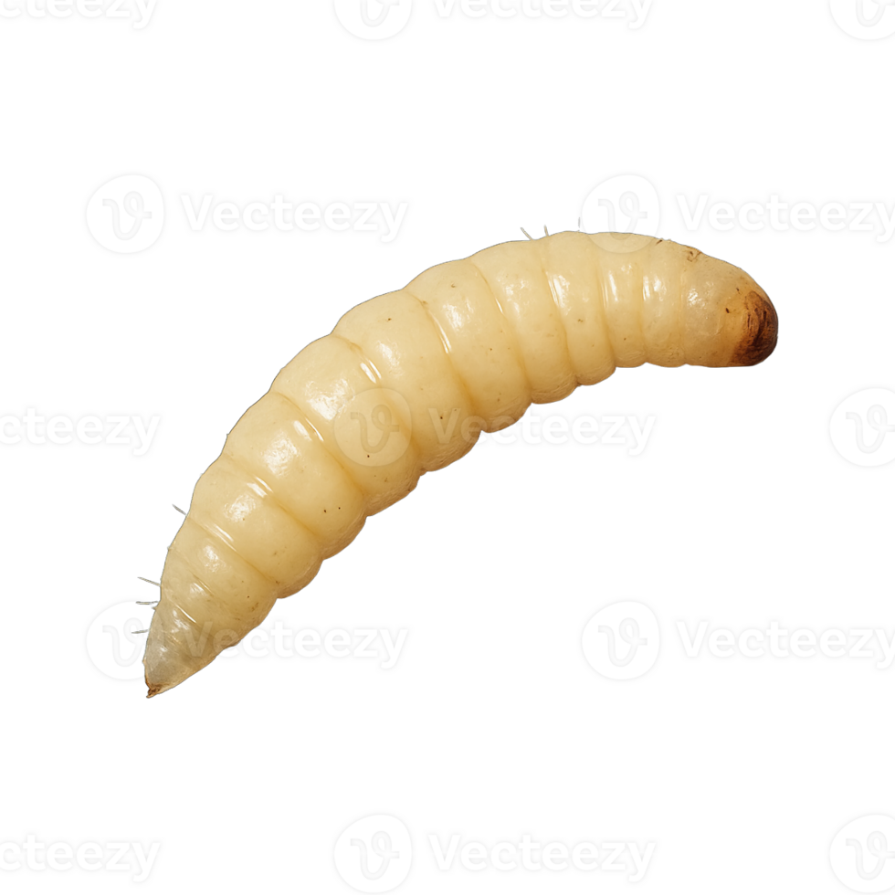 White grub larva isolated on transparent background, png