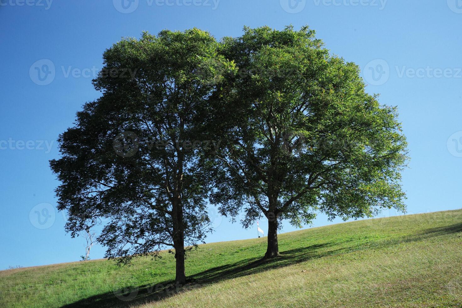 Couple og old big tress grow on the hill with clear blue sky in background photo