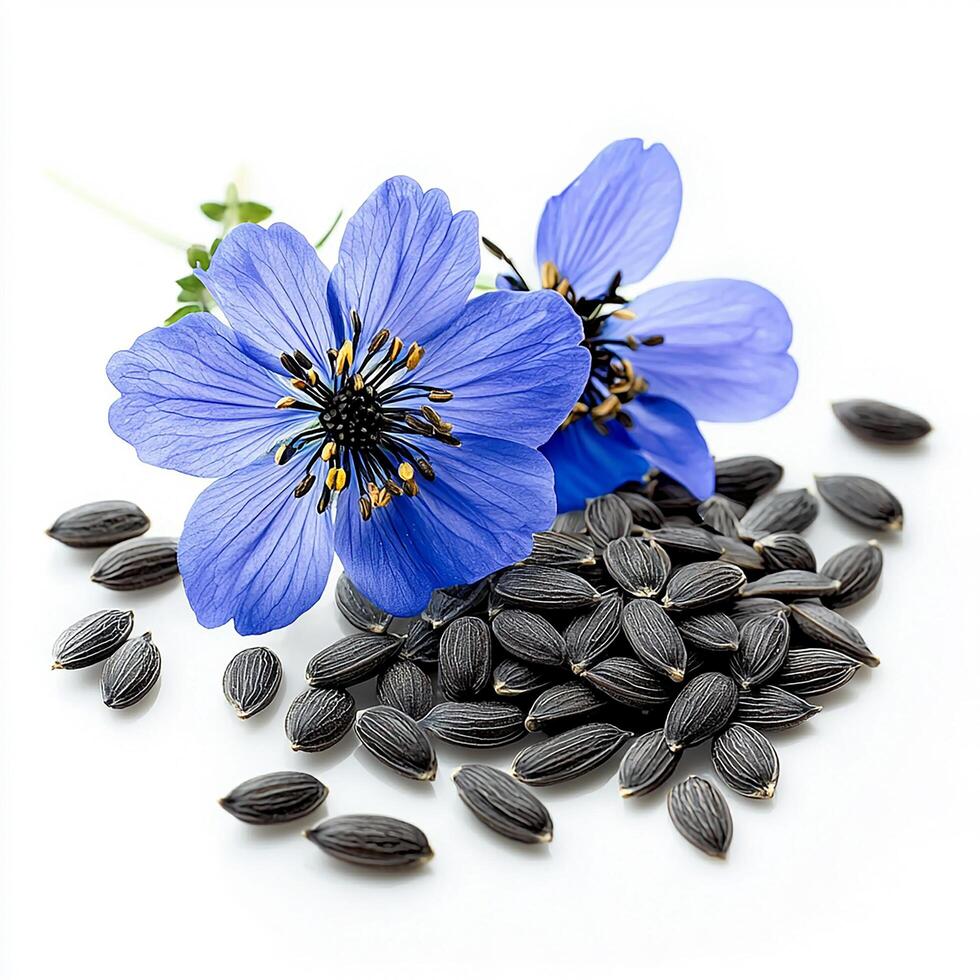 Blue flowers and seeds on a white background photo
