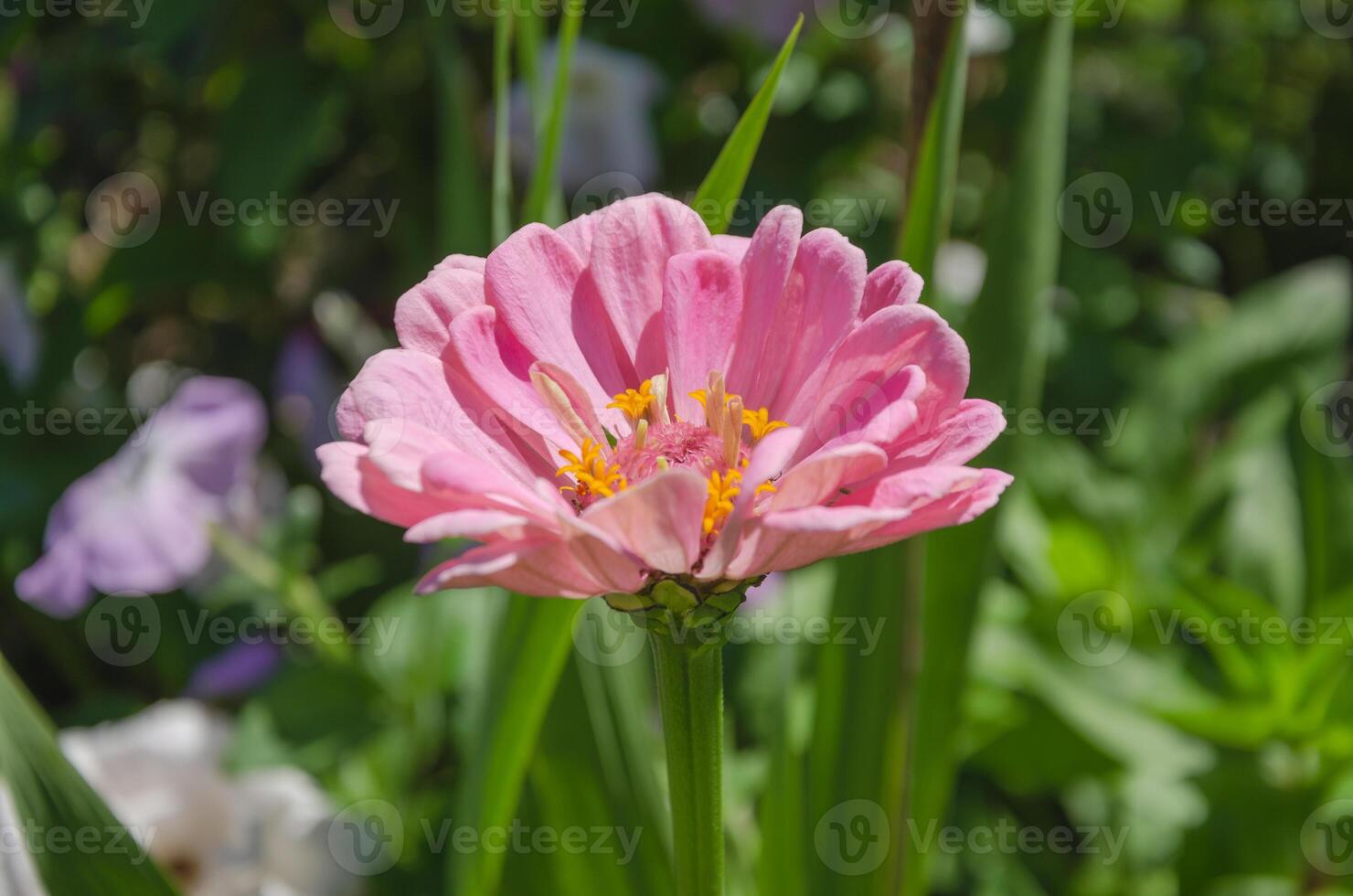 Zinnia pink flower bloomed in the garden. High quality photo