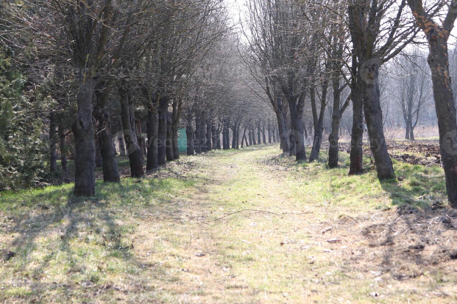 A Tranquil TreeLined Pathway Meandering Through Nature in the Heart of Early Spring photo