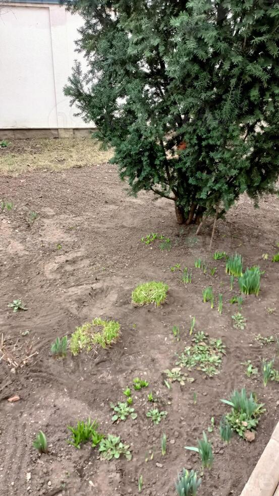 A vibrant green garden with a beautiful tree and rich soil ideal for nurturing thriving plants photo
