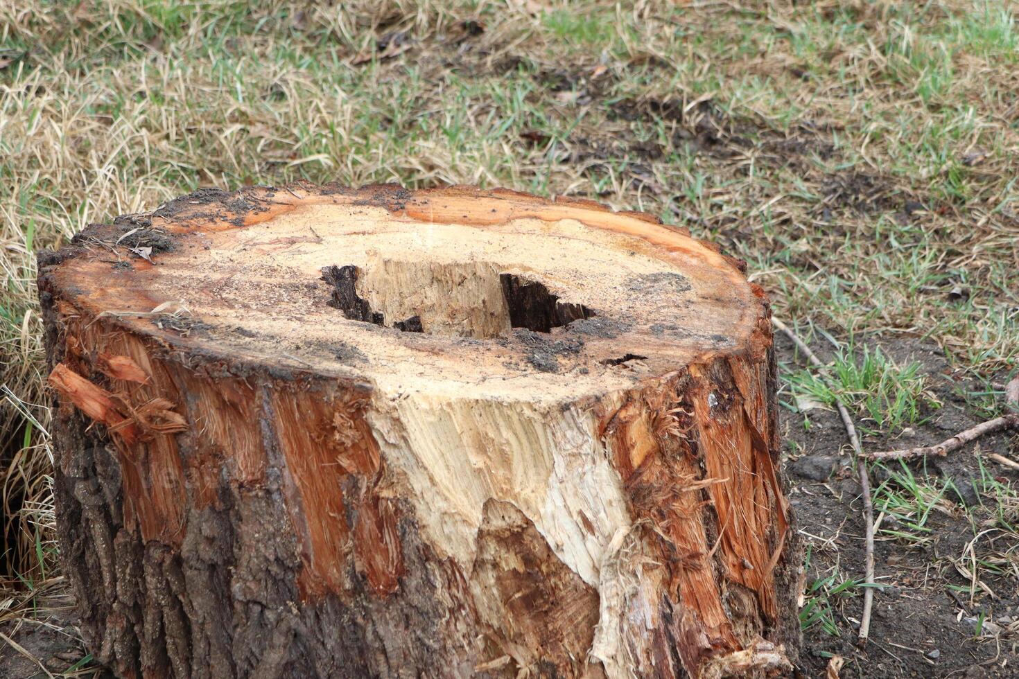 Weathered Tree Stump Located in a Beautiful Natural Setting Surrounded by Natures Splendor photo