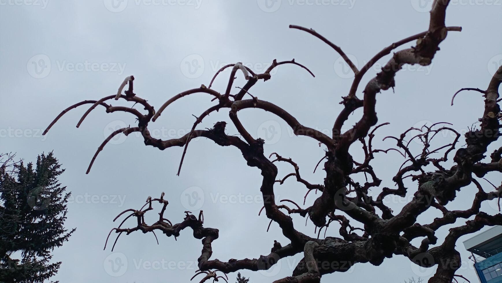 The Intricate Patterns Found Within a Twisted Tree Branch, Showcasing Natures Beauty photo