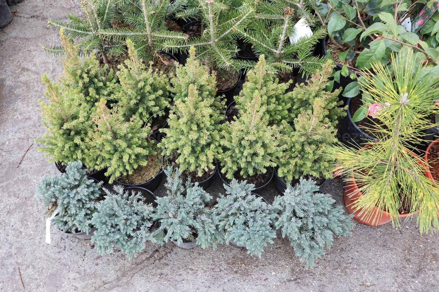 We have a delightful variety of Potted Evergreen Plants available for your purchase today photo