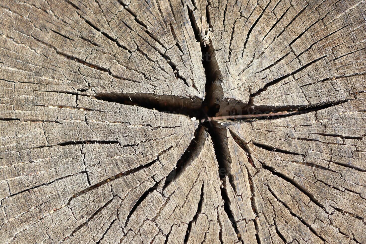 A Captivating CloseUp of a Beautifully Weathered Tree Stump Featuring Intricate Patterns photo