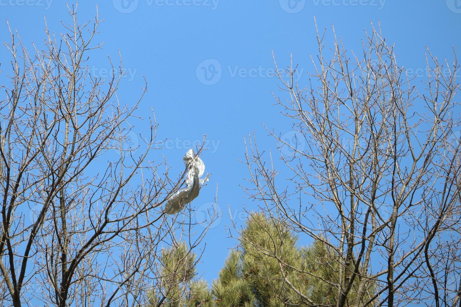 A white fabric hangs in a tree against a clear blue sky, creating an artistic atmosphere photo