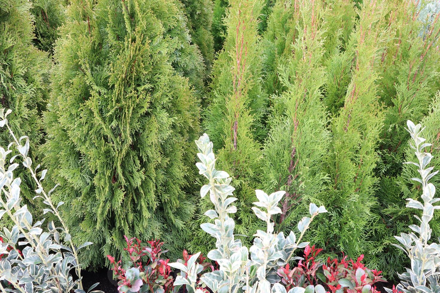 Experience the Lush Greenery and Vibrantly Colorful Foliage in a Beautiful Garden Setting photo