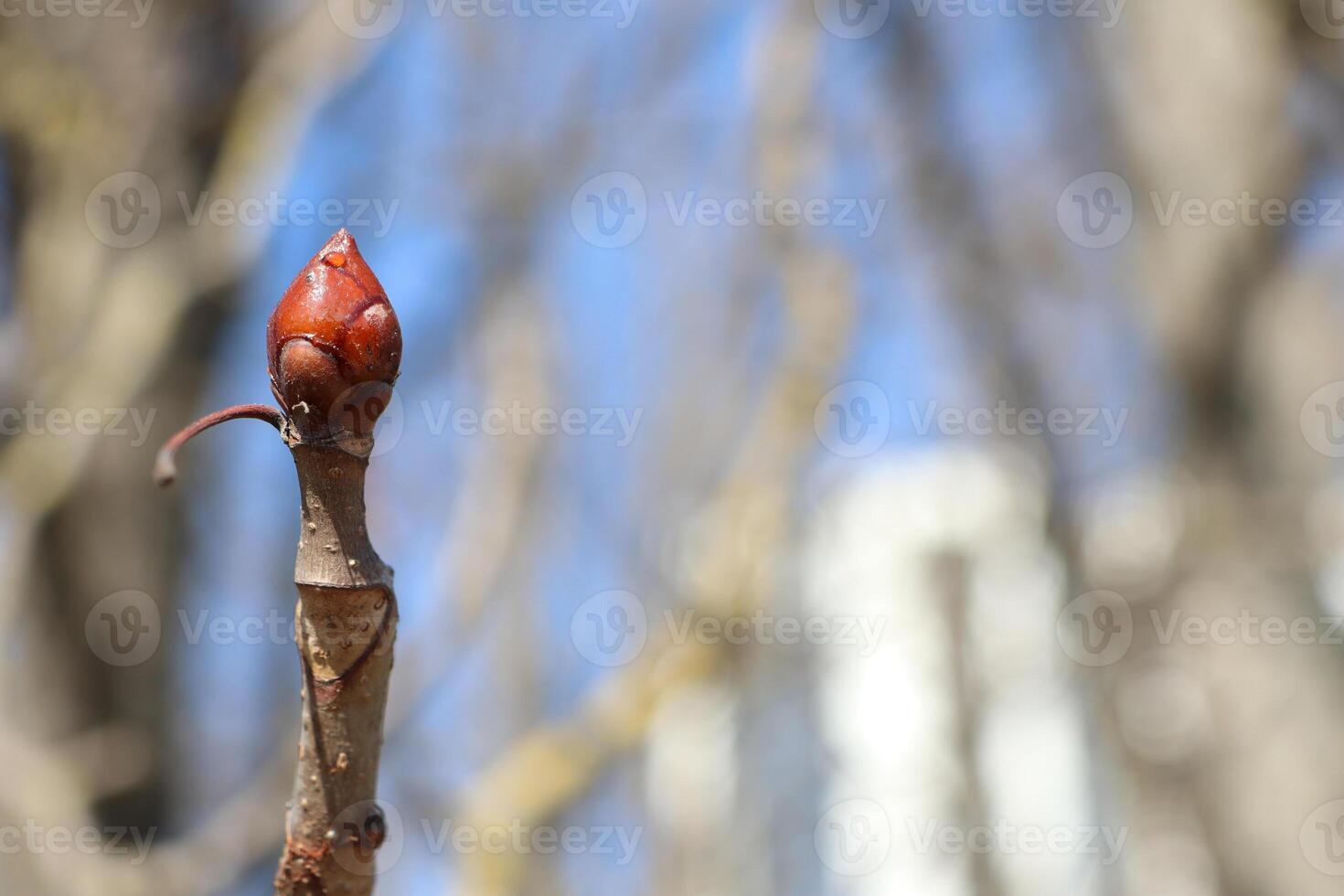 The beautiful sight of a spring bud blooming vibrantly on a tree branch under a bright blue sky photo