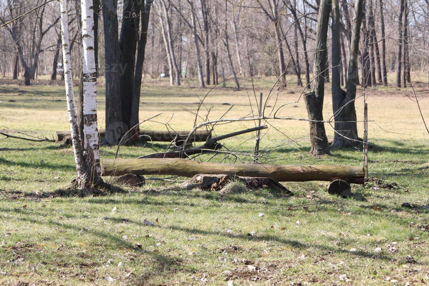 Experience the beauty of a serene forest scene showcasing fallen logs and bare trees all around photo