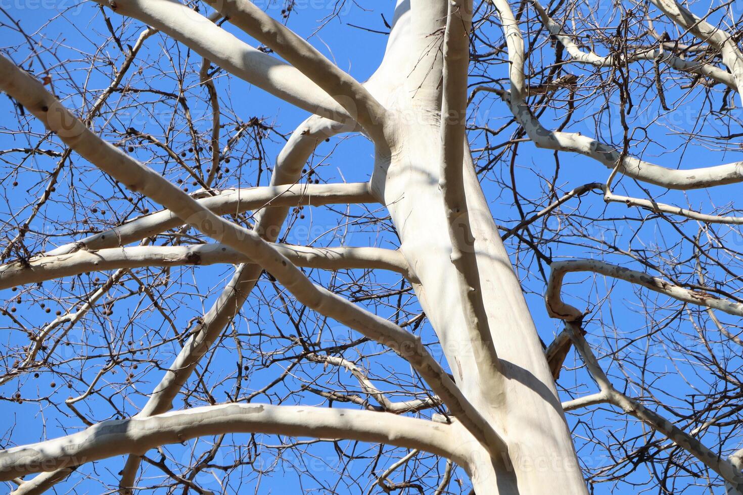 A Beautiful Birch Tree with its Exposed Branches Standing Out Against a Clear Blue Sky photo