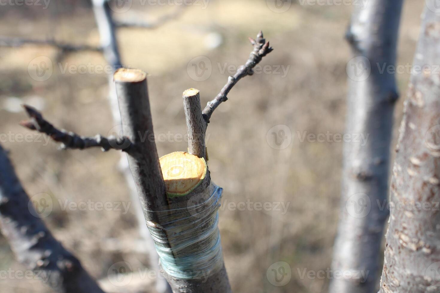 A closeup view of a tree trunk showcasing cut branches along with ties for support photo