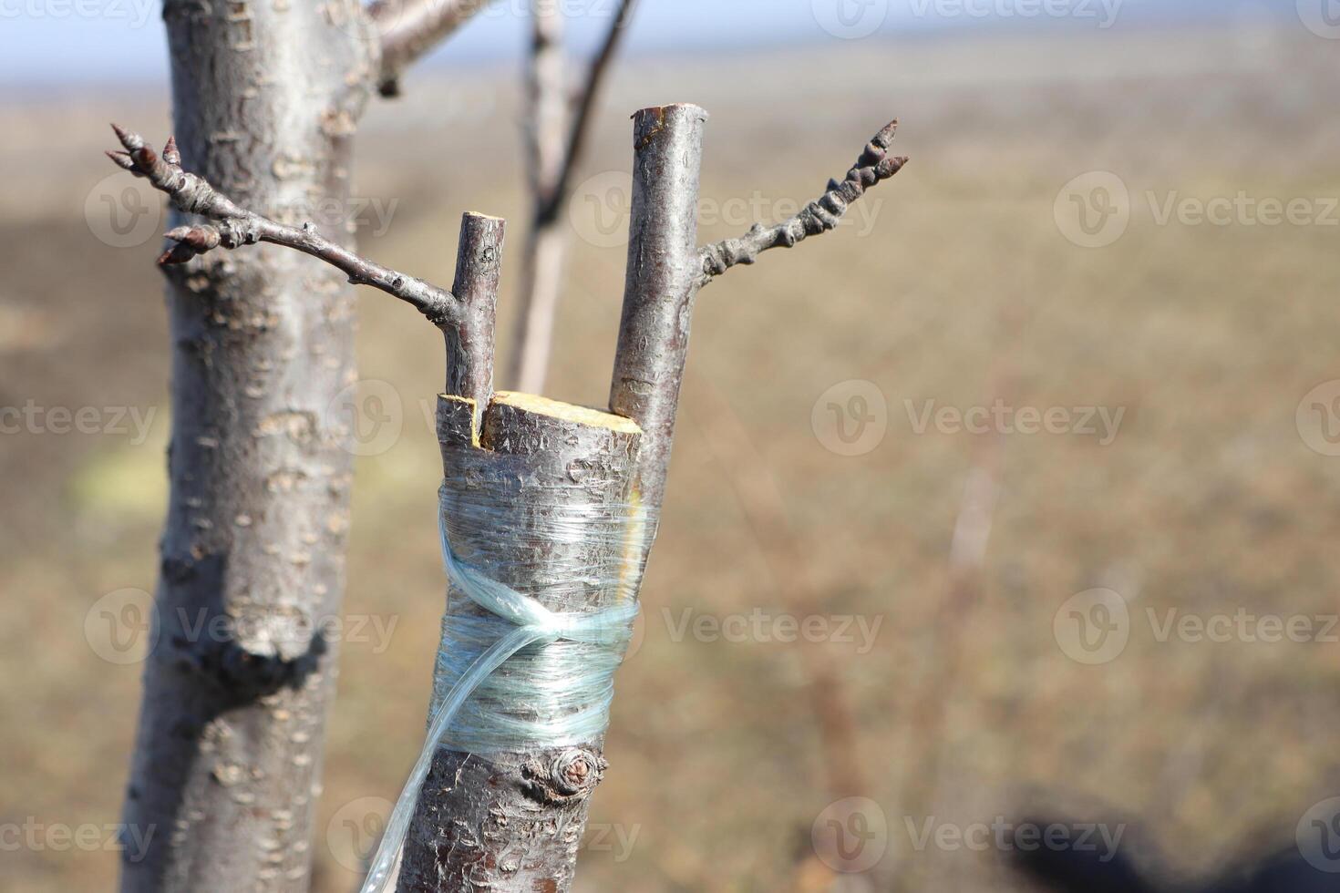 Demonstration of the Tree Grafting Technique Being Implemented on a Young Tree Specimen photo