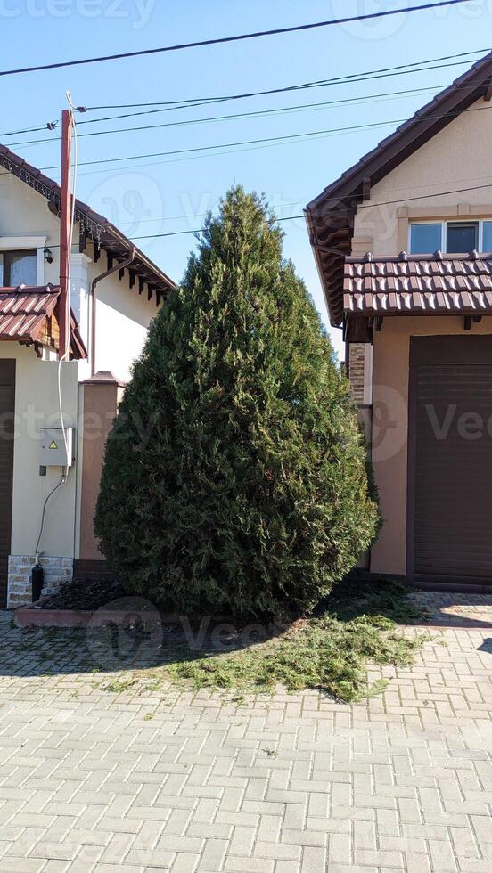 A Tall Evergreen Tree Beautifully Standing in a Peaceful Residential Area for Everyone photo