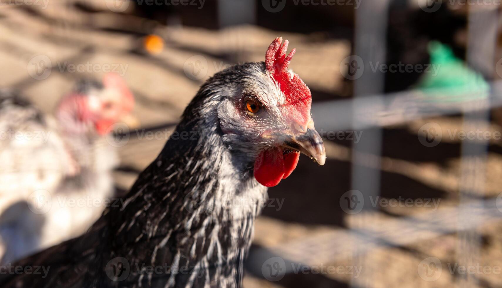 A chicken is standing in a cage with other chickens photo