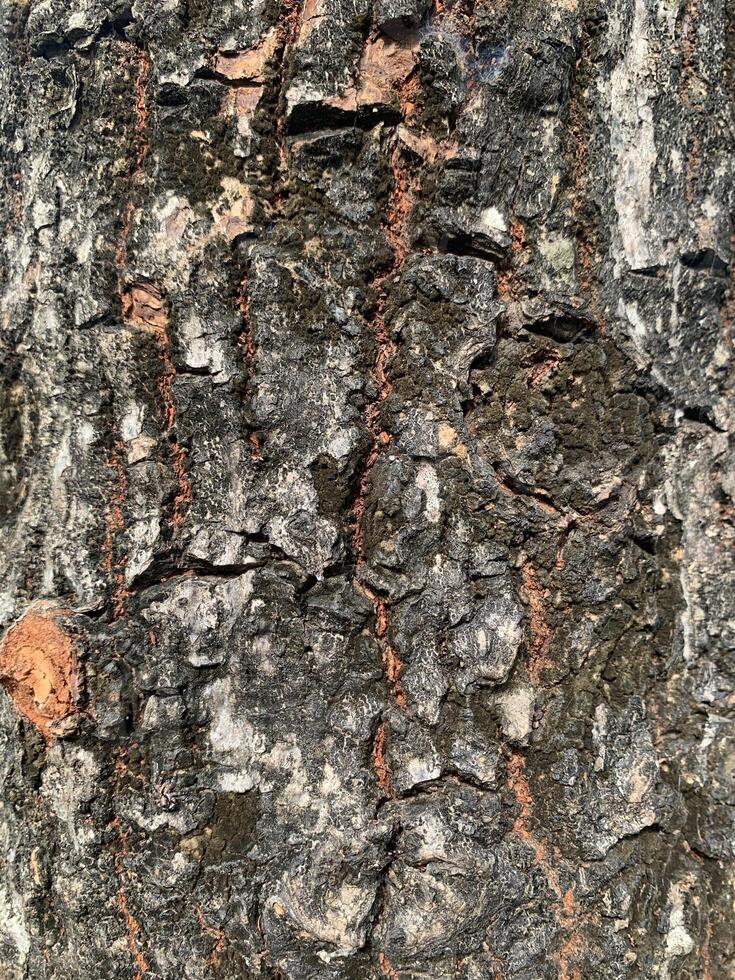 abstract surface of tree bark on background photo