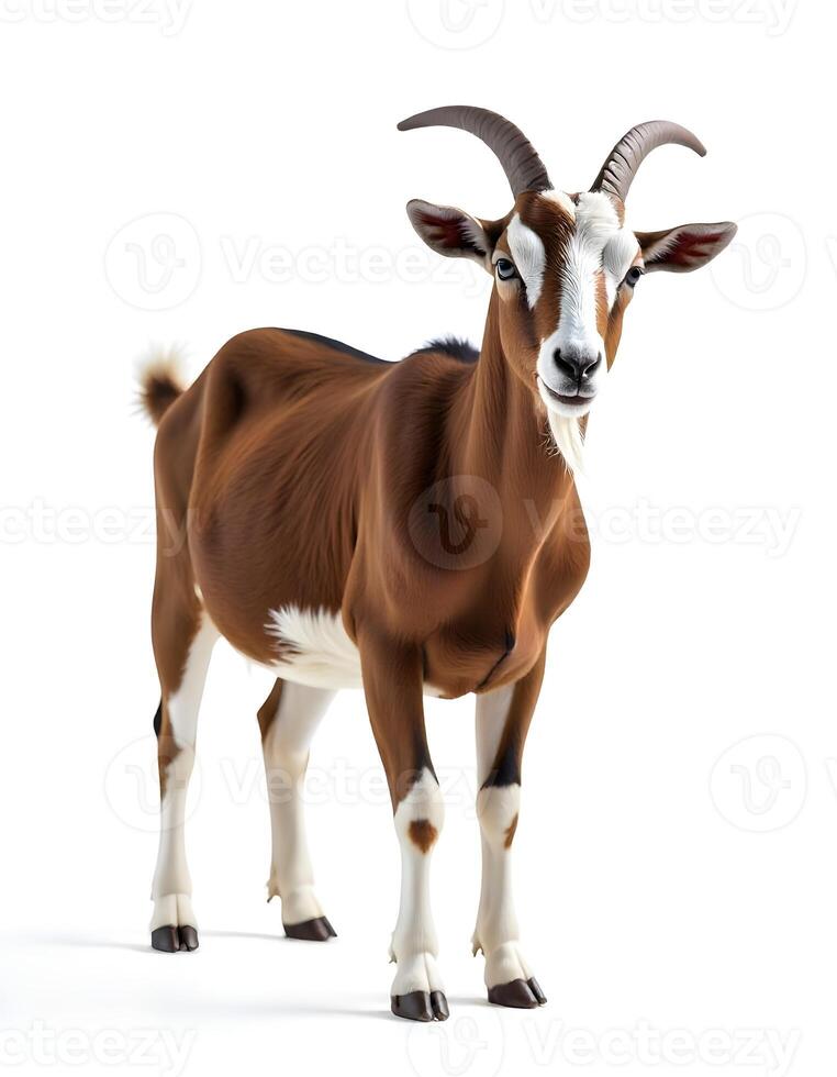 Toggenburg goat against white background. photo
