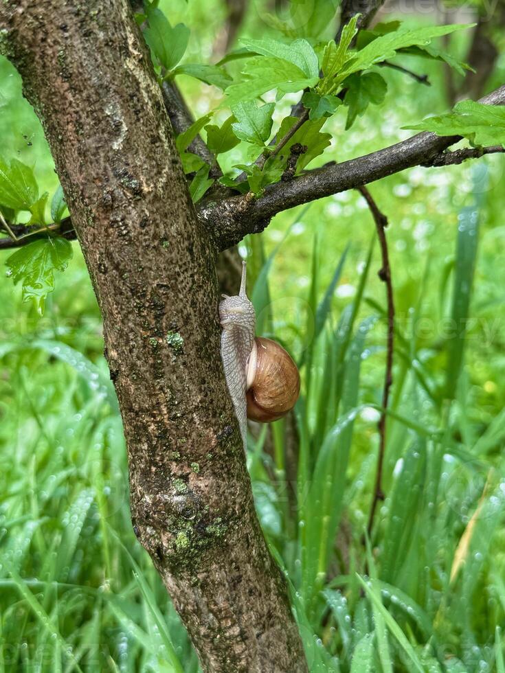 Large snail resting on a branch surrounded by green grass, captured in a natural outdoor setting, close view, vertical photo, concepts of nature, wildlife, and slow living photo