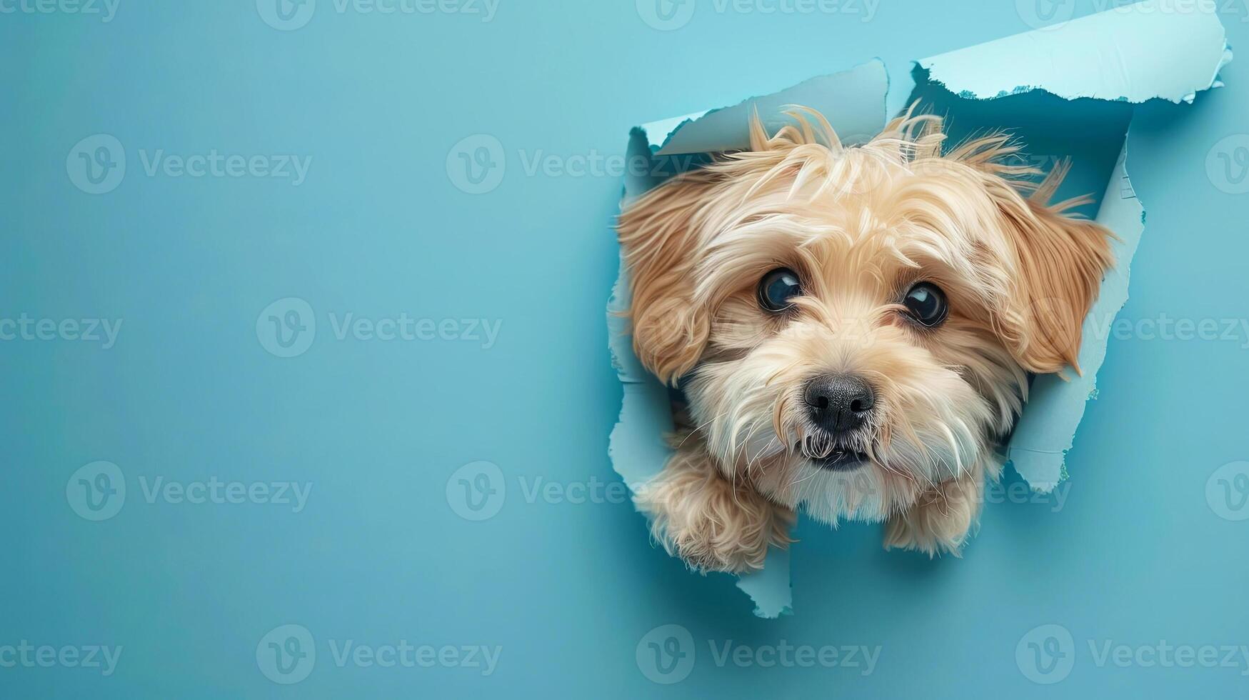 A playful pooch peeks through a torn piece of blue paper, capturing hearts with its adorable gaze photo
