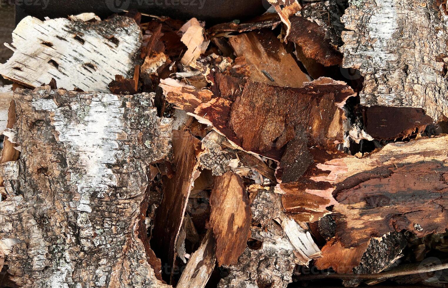 Detailed close-up of mixed birch bark and wood chips showcasing natural textures and patterns. The diverse hues and layers highlight the organic beauty of decomposing wood photo