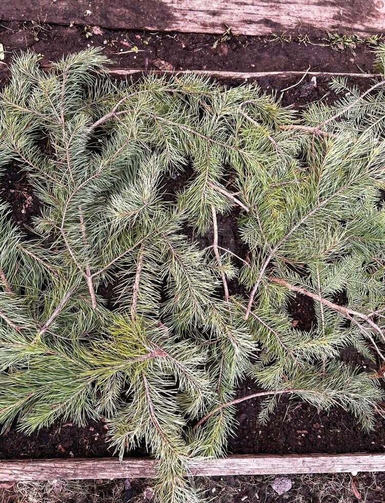 Pine branches arranged on garden soil for mulching, enhancing soil health by promoting moisture retention and preventing weed growth, an eco-friendly gardening technique photo