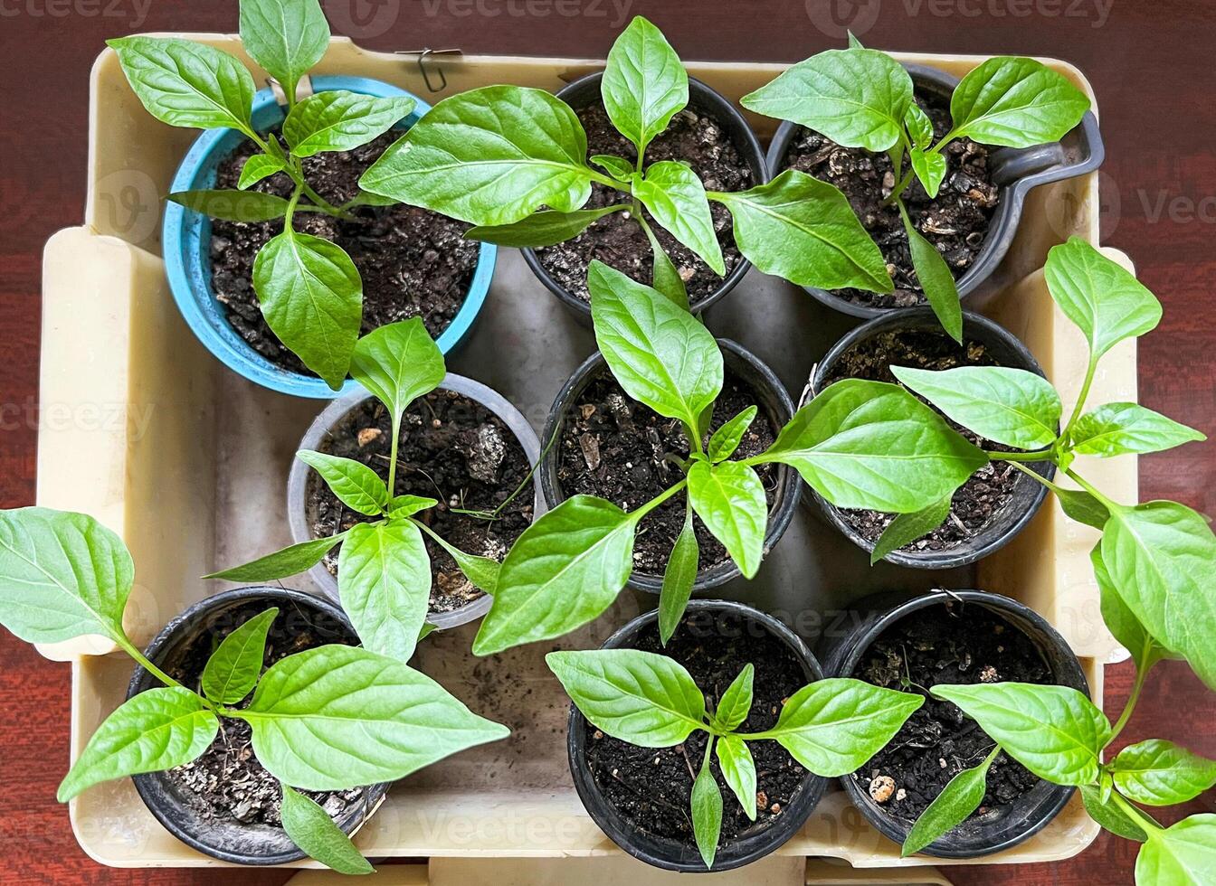 Overhead view of young green pepper seedlings in pots arranged neatly in a tray. Each plant shows vibrant growth and healthy leaves, ideal for home gardening enthusiasts photo
