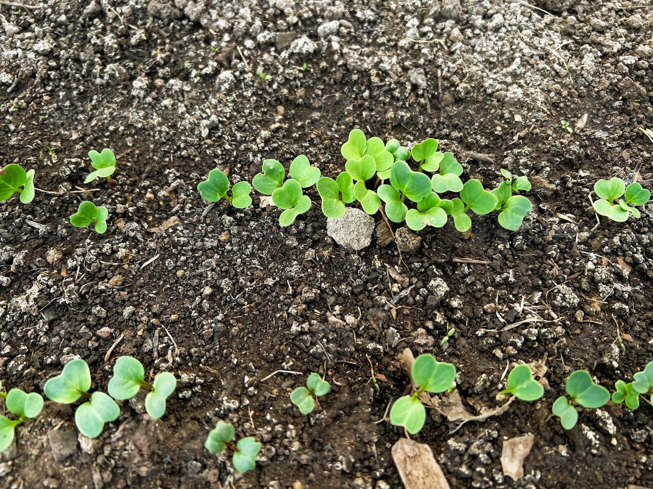 Fresh green seedlings sprouting of a radish or beetroot from nutrient rich garden soil. The healthy young plants, beginning of new growth cycle, capturing the essence of renewal and nature's vitality photo