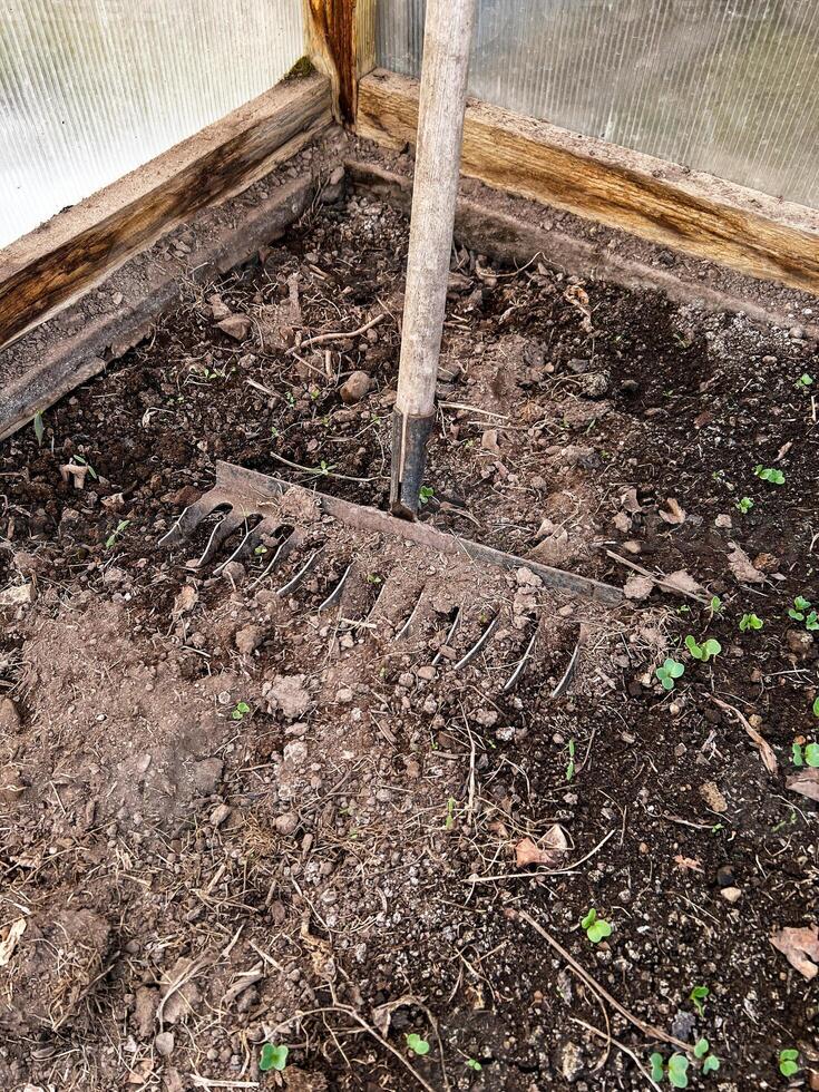 Rake used to cultivate soil in a garden bed, emerging seedlings in a greenhouse setting. Earthy tones , stages of plant growth and preparation, gardening photo