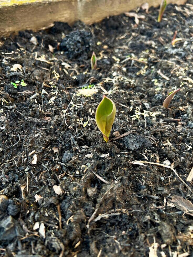 Young tulip bulbs sprouting through nutrient-rich soil in a garden setting. The fresh green shoots signal the beginning of their growth cycle, gardening photo