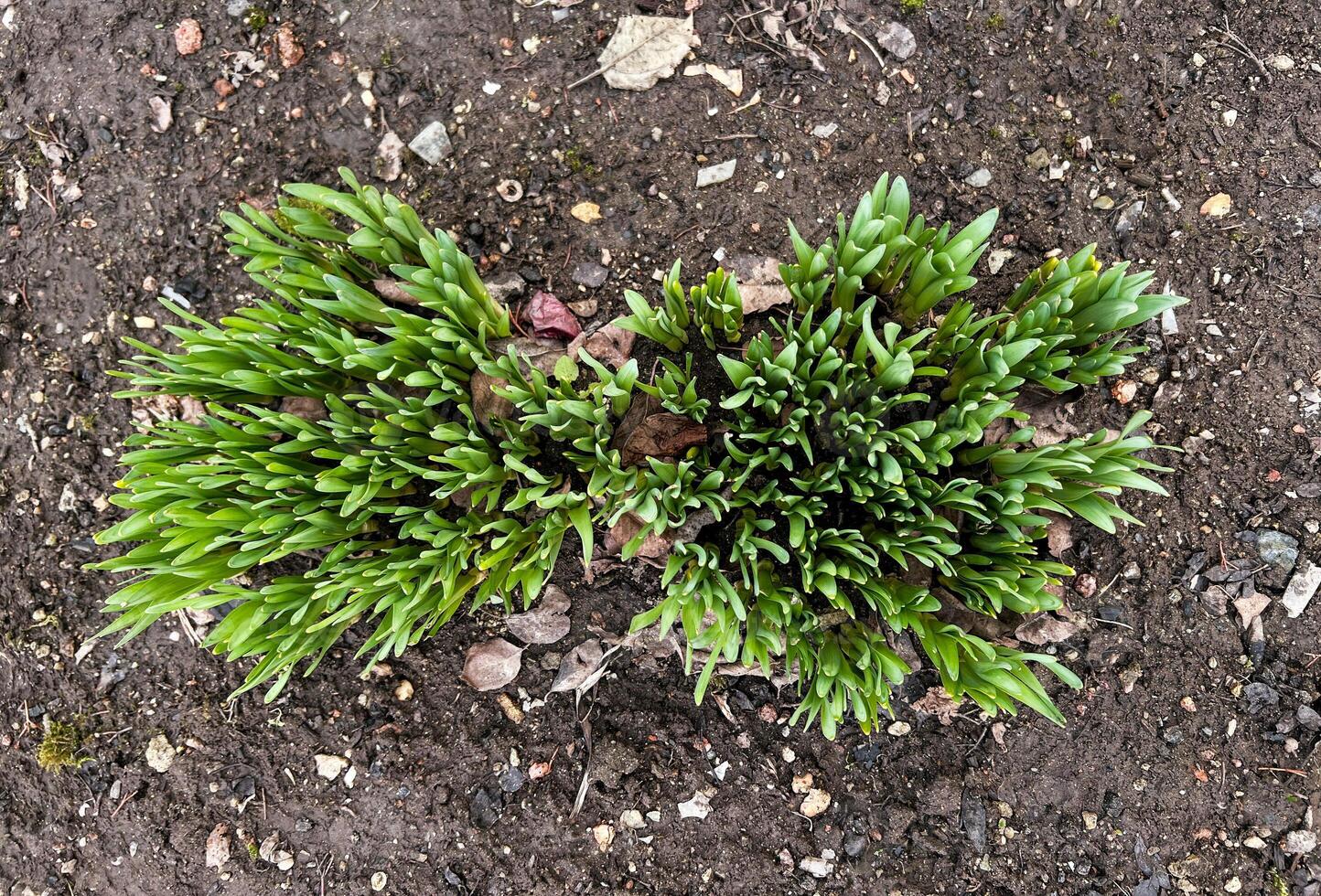 New green shoots emerge from the soil in a wooden garden bed, signaling the arrival of spring The fresh growth showcases the renewal of nature's cycle photo