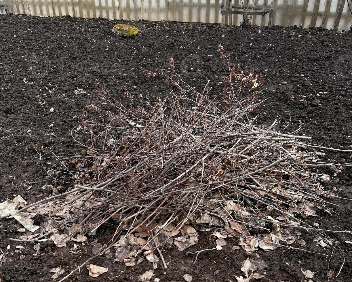 Pile of dry branches collected and placed on dark soil in a backyard setting. Surrounding area shows bare earth, hinting at seasonal yard cleaning or gardening preparation photo