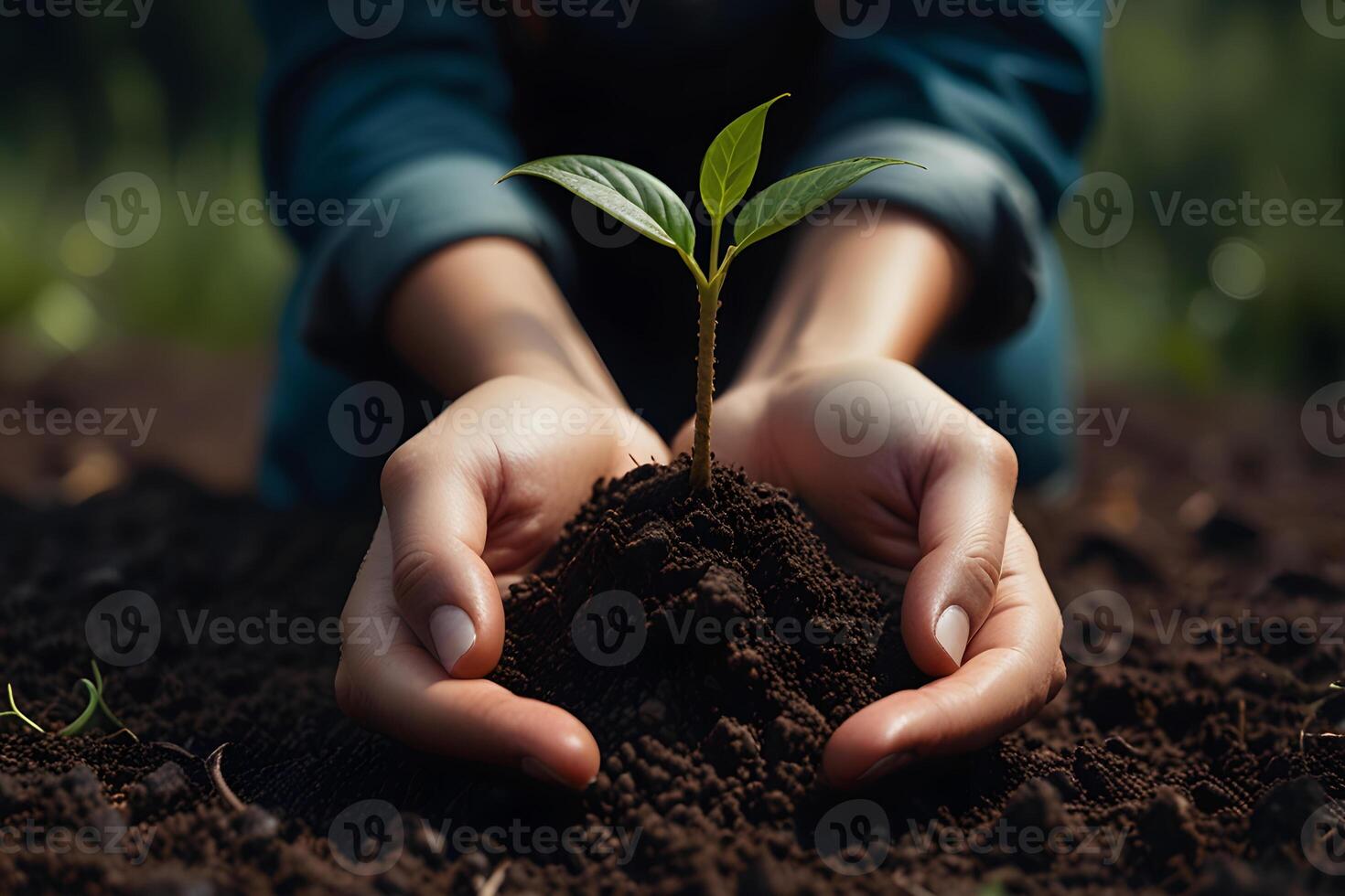 Environment World Environment Day In Hands Of Growing Tree Sapling Green Background Bokeh Human Hand Planting Tree On Natural Grass Field Forest Conservation photo