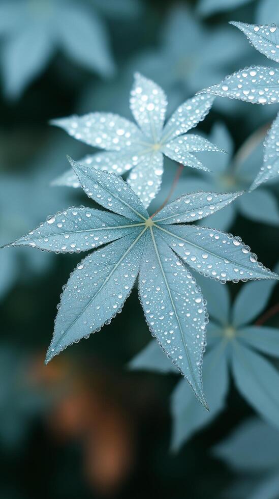Serene Dew Kissed Maple Leaves Close Up Macro Photography of Nature s Beauty photo