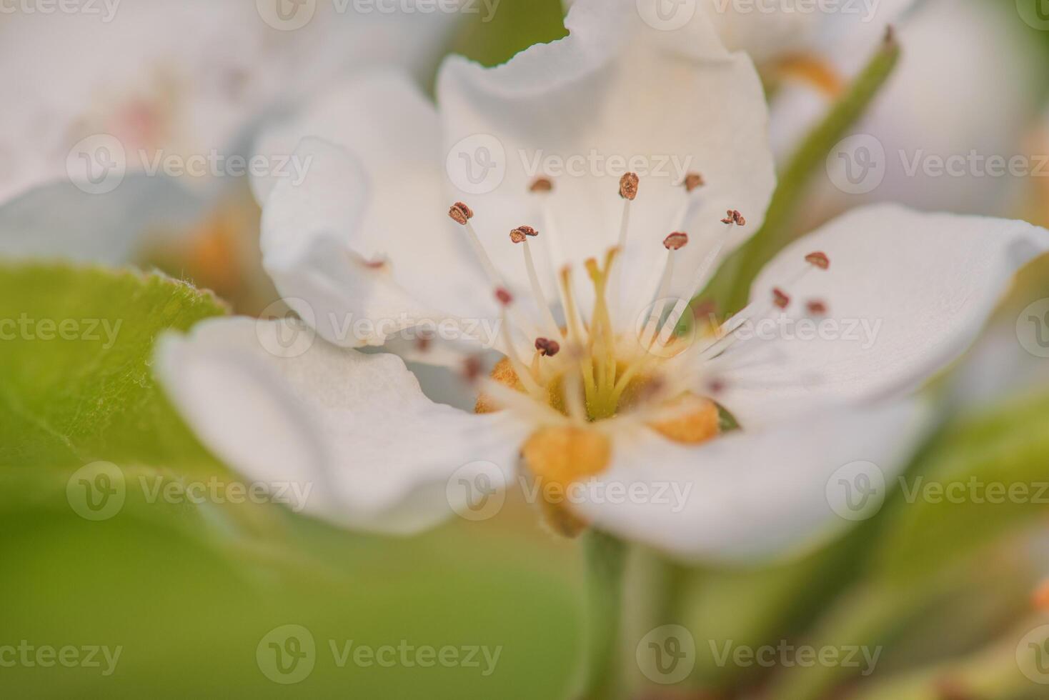 Flower on a fruit tree macro photo. Spring nature macro. photo