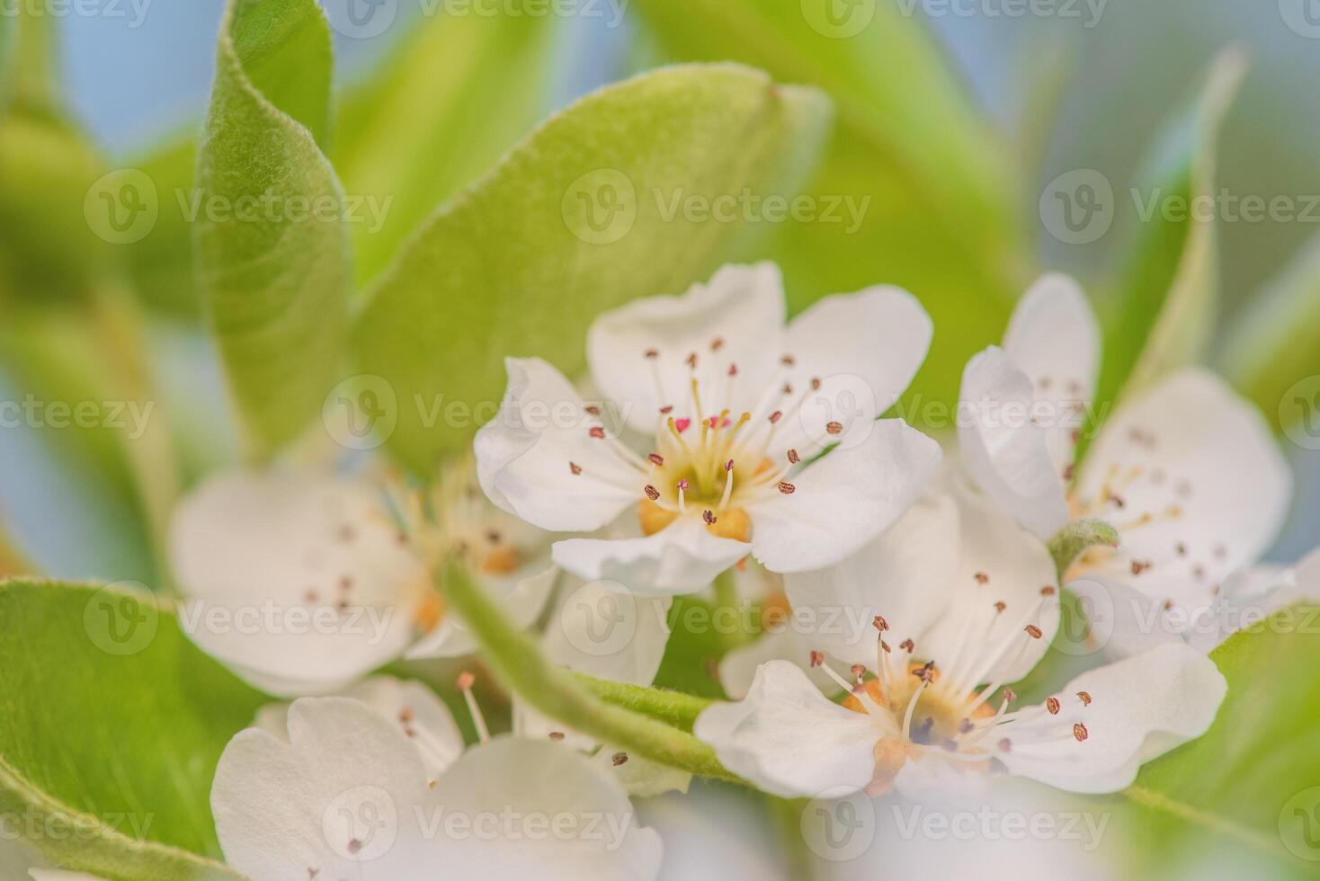Tree with white flowers in spring in April. Springtime. photo