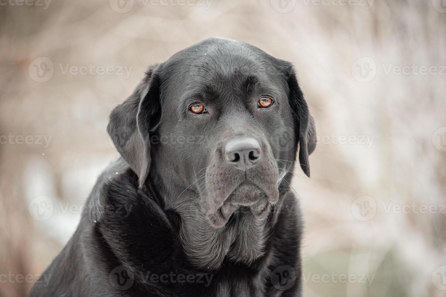 Black Labrador Retriever dog in winter outdoors. photo