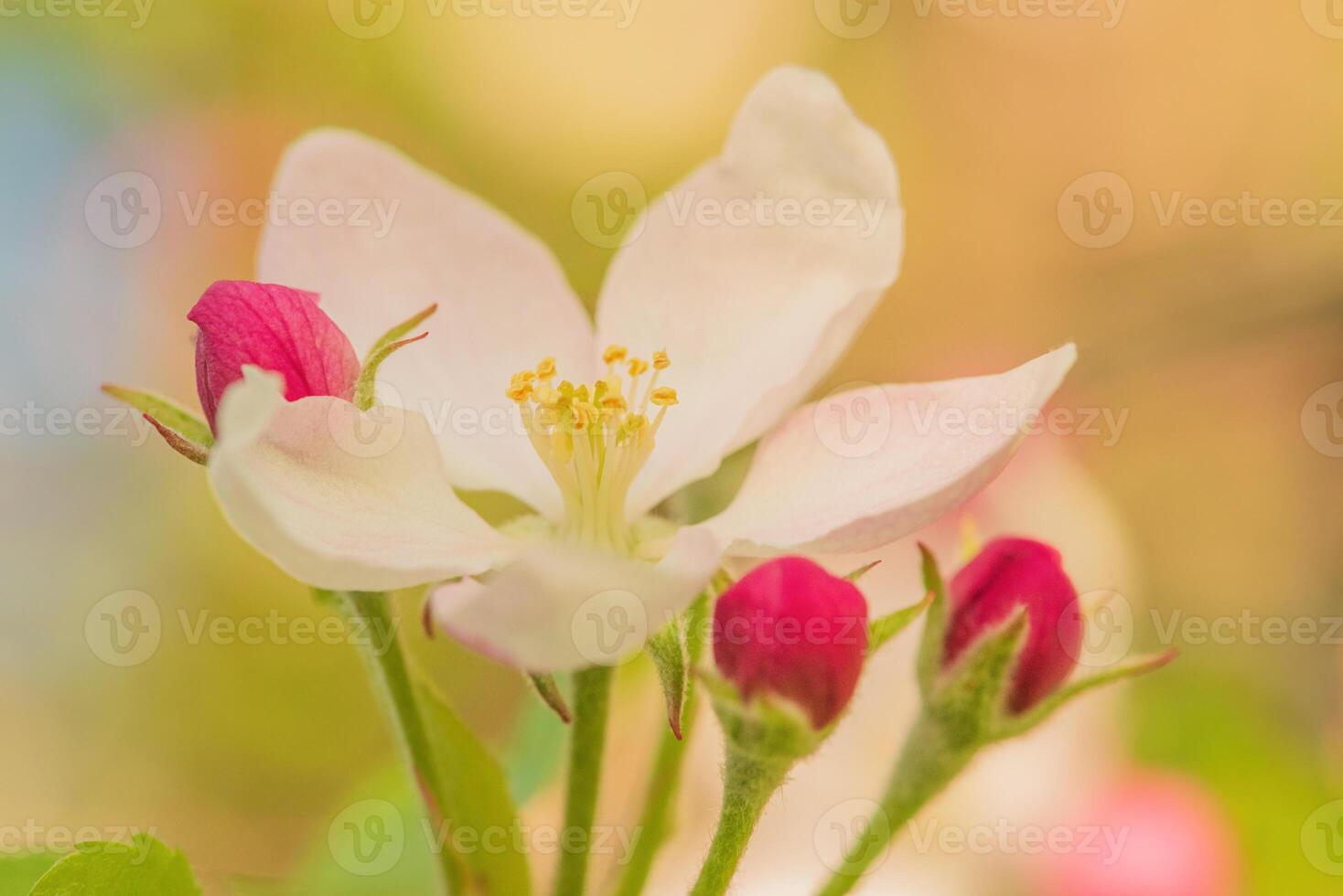 Apple blossom on tree, fine focus and natural bokeh. Spring, April. photo